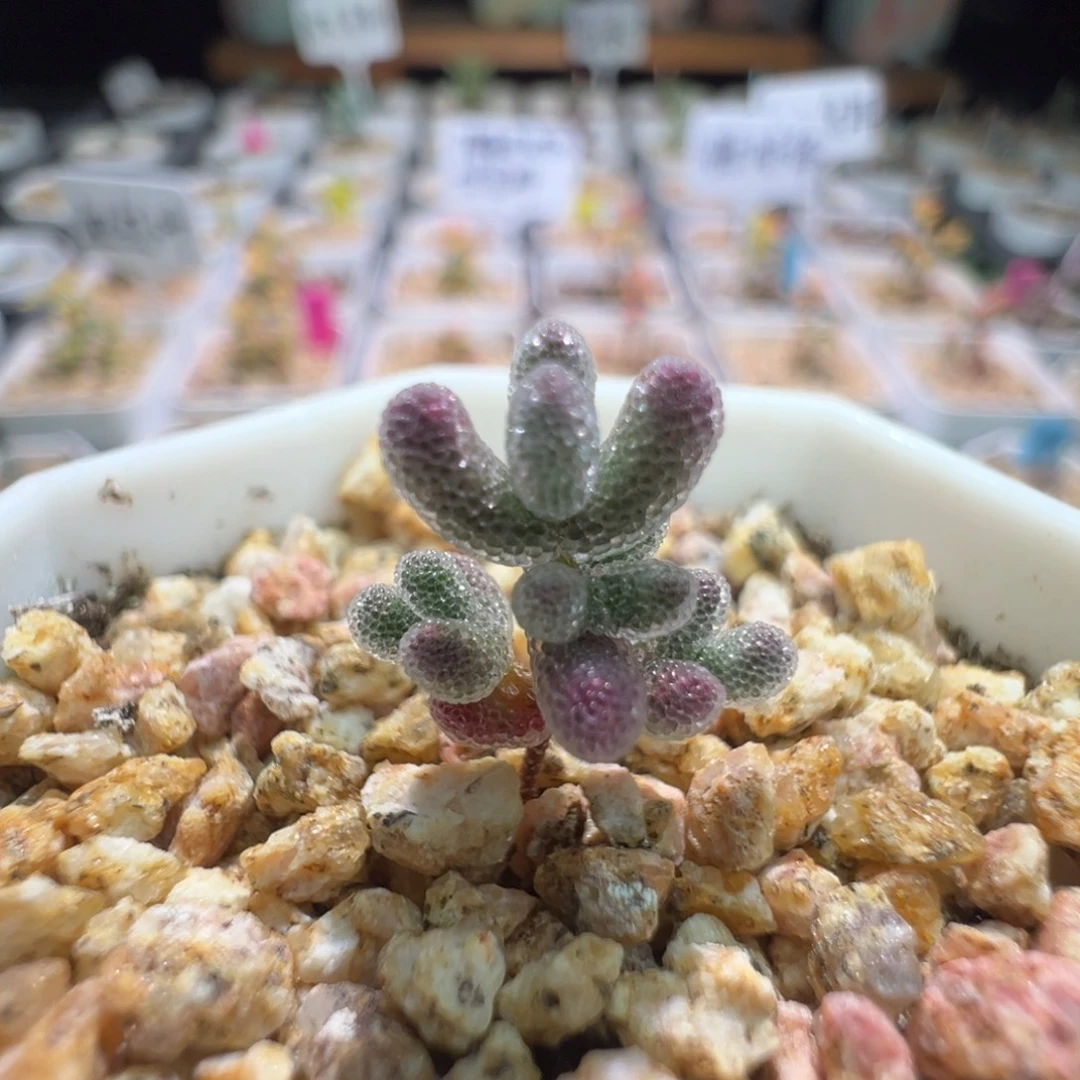 尺寸很小，1827实生粉冰晶，拍下不退不换