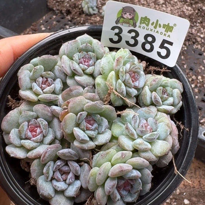 多肉植物多肉植物