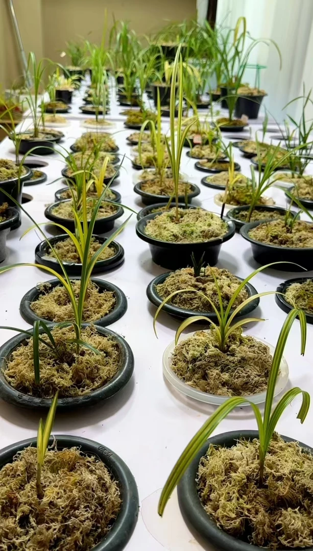 春兰艺草一物一拍10到100多链接10…20…100