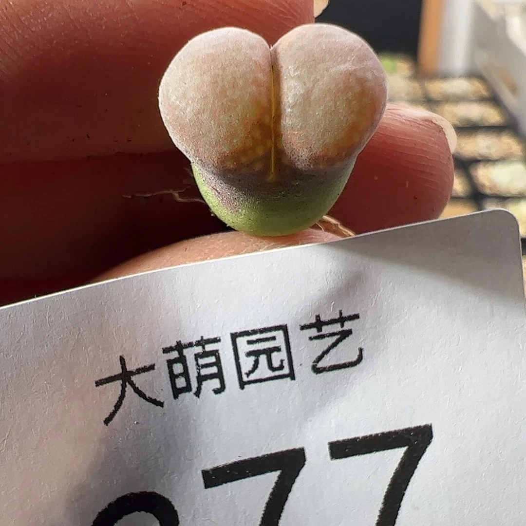 一物一拍。        糖霜风铃377
