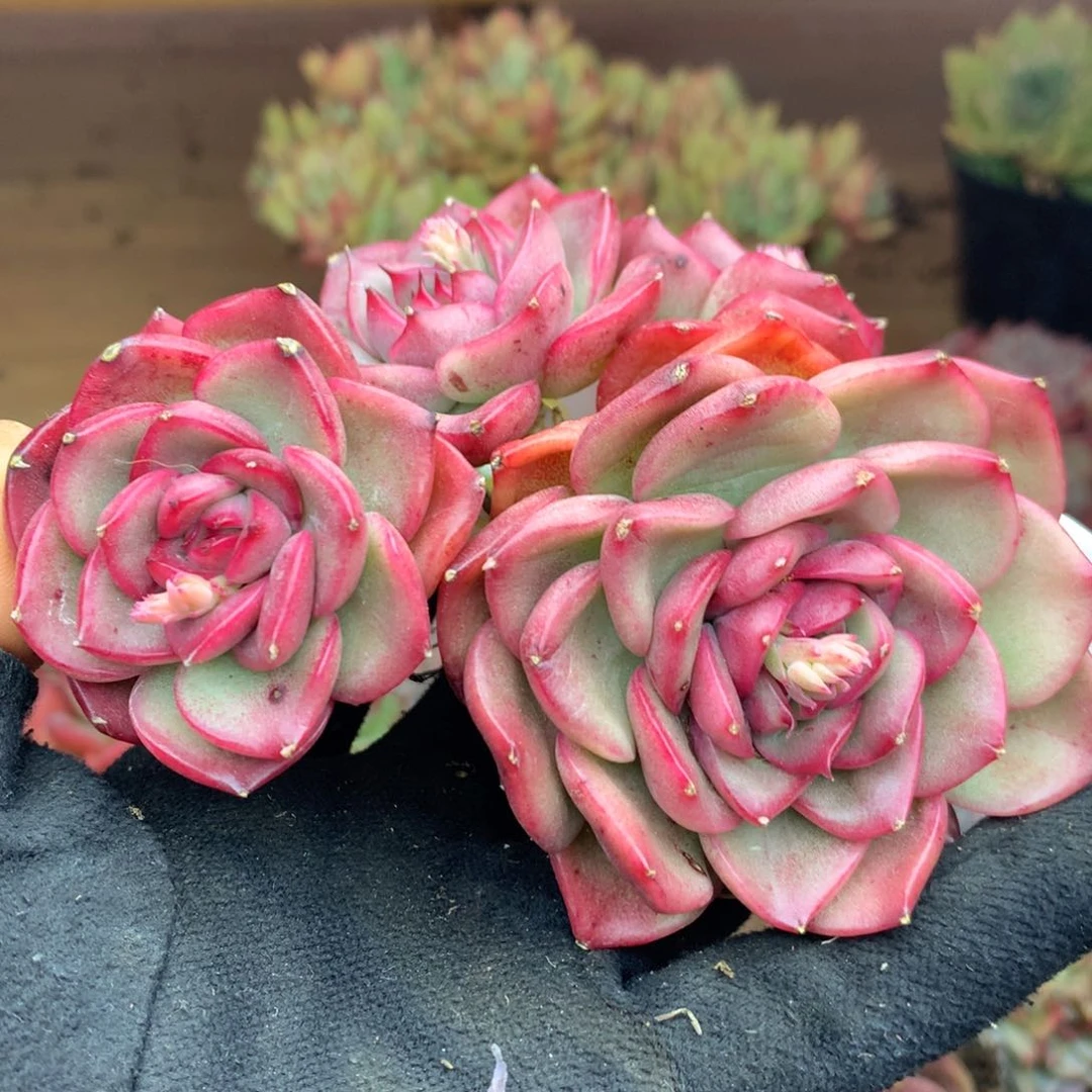 3119杂交多肉植物