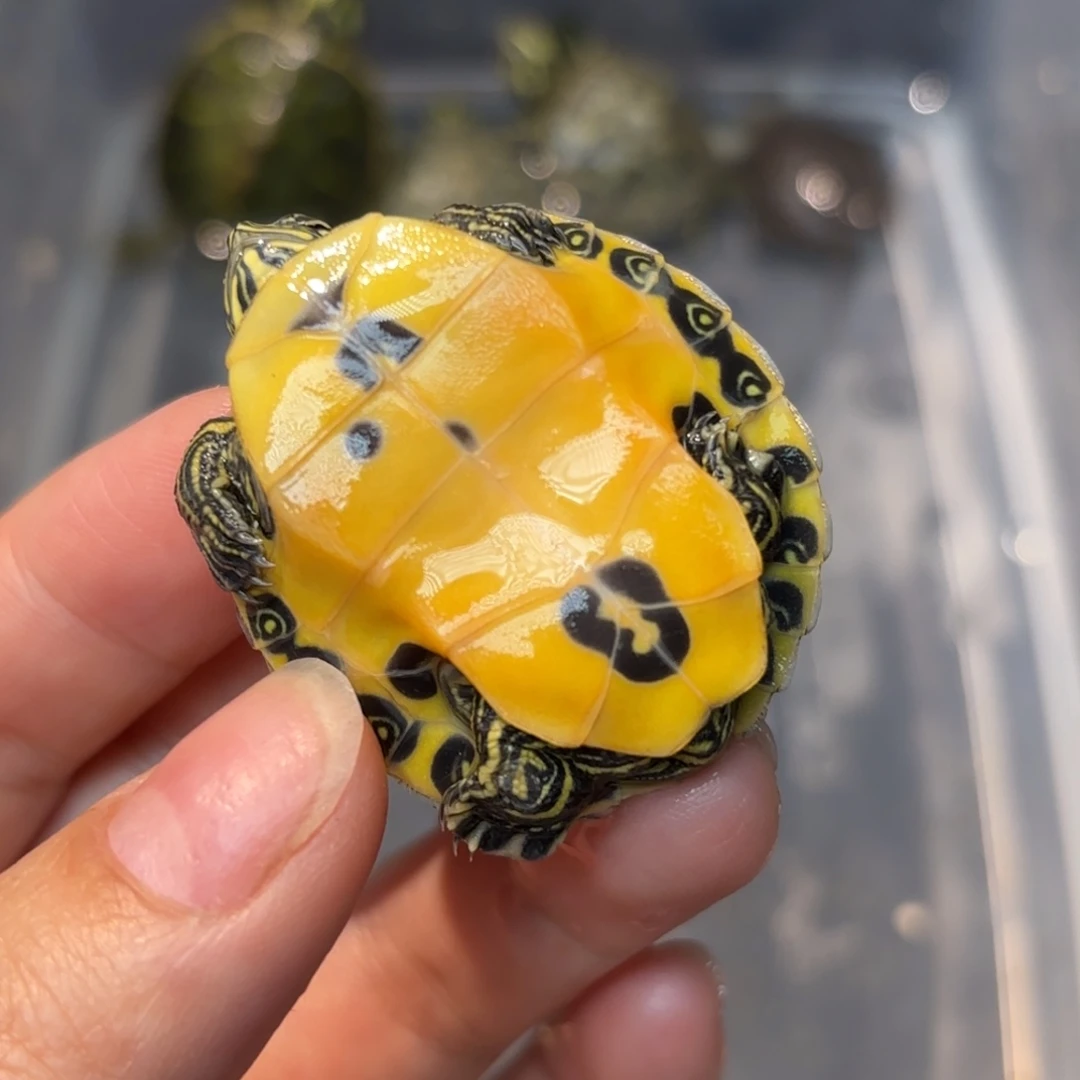 不分公母宠物龟A12全品宽纹火焰