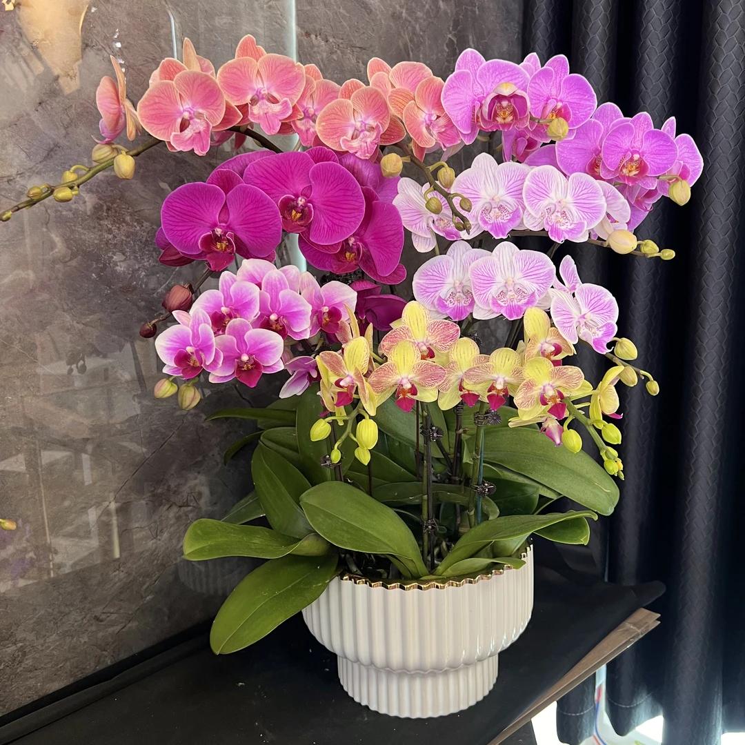 【全家福-蝴蝶兰】 懒人种植 禅意 轻奢 易养花期长