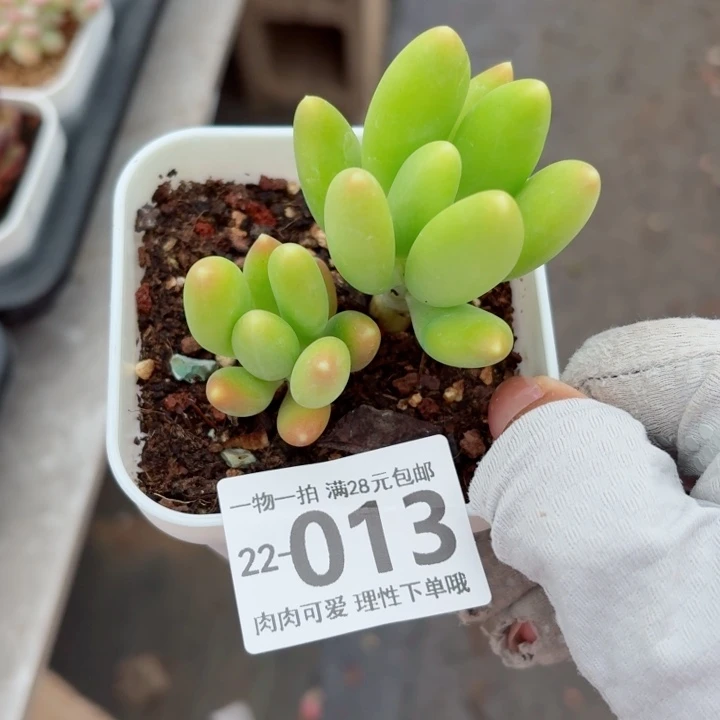 金蝉多肉植物多肉植物多肉