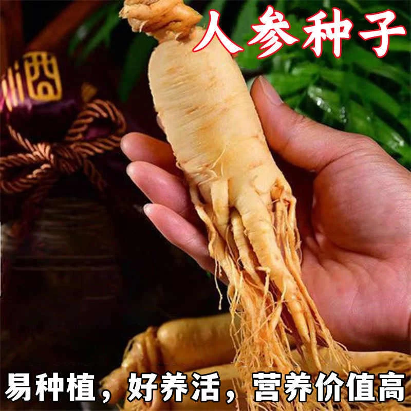 新款【长白山人参种子】正宗山参种植阳台庭院盆栽人参种籽
