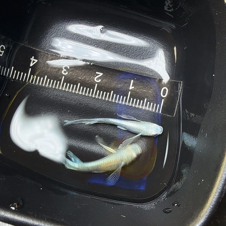 青鳉鱼158号拍品 天使