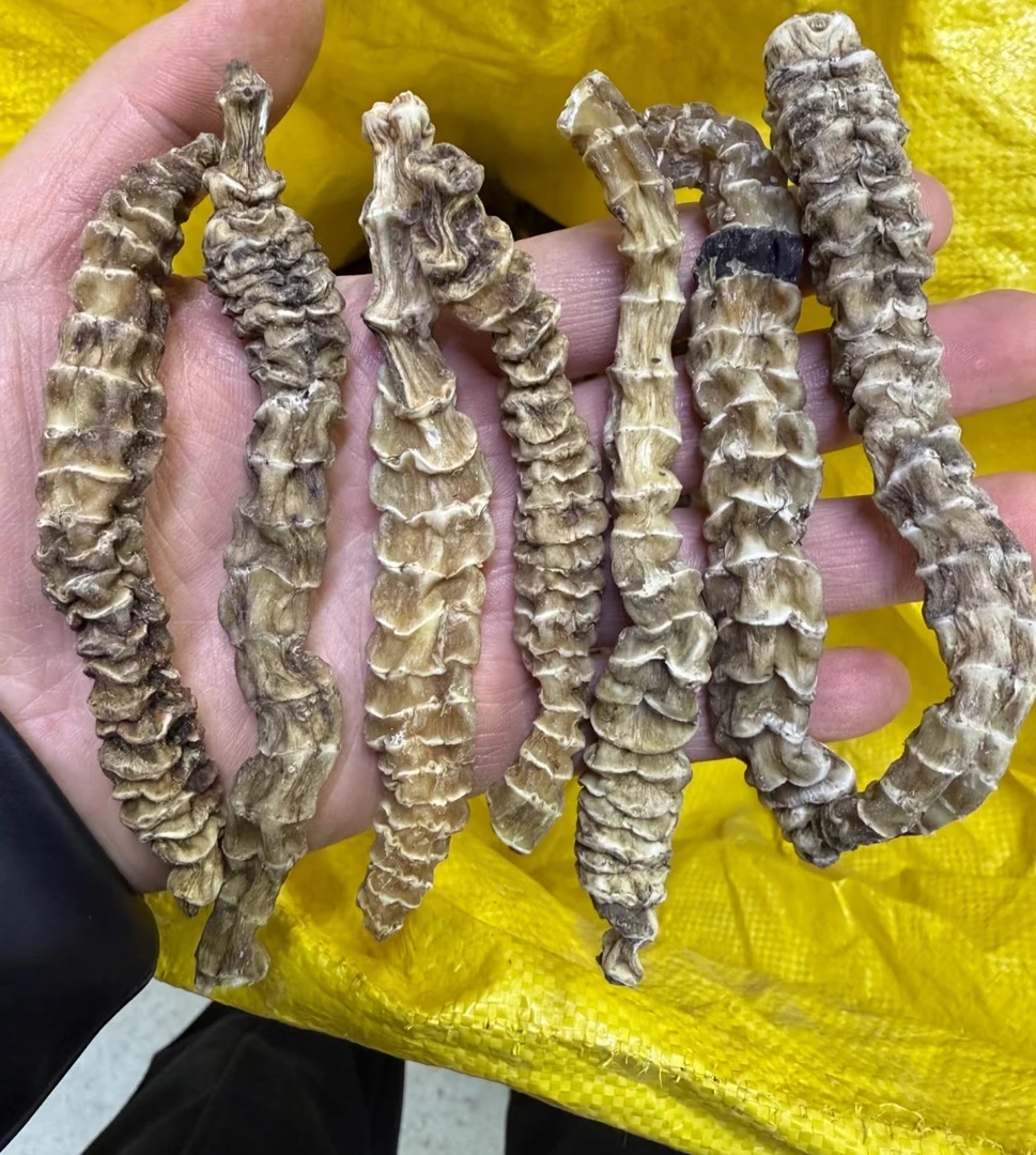 云南正宗参干货地参煲汤佳品