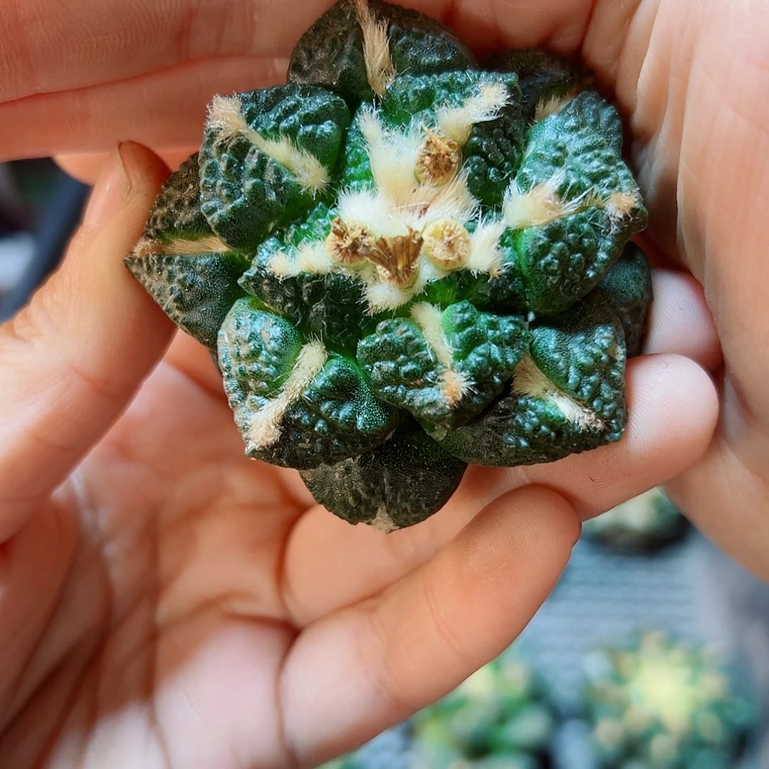 苗接无根龟甲牡丹5公分