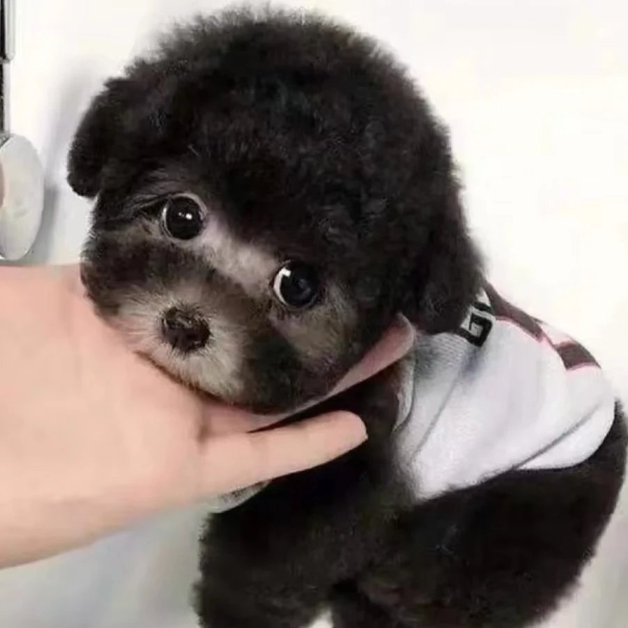 泰迪灰泰迪黑泰迪精品灰泰迪黑泰迪活体狗狗小型家庭陪伴犬