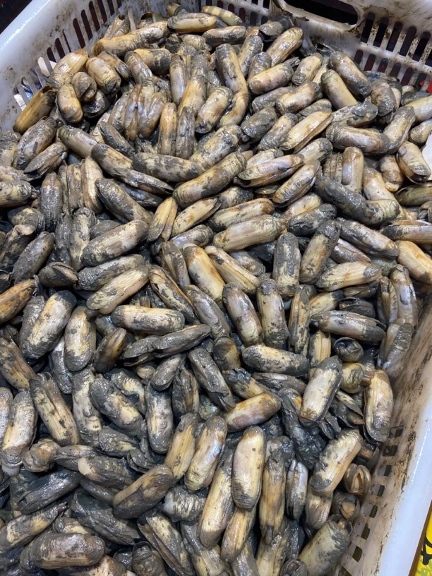 【大号27个左右一斤】宁德本地蛏黄蛏老蛏顺丰冷链发货省外空运