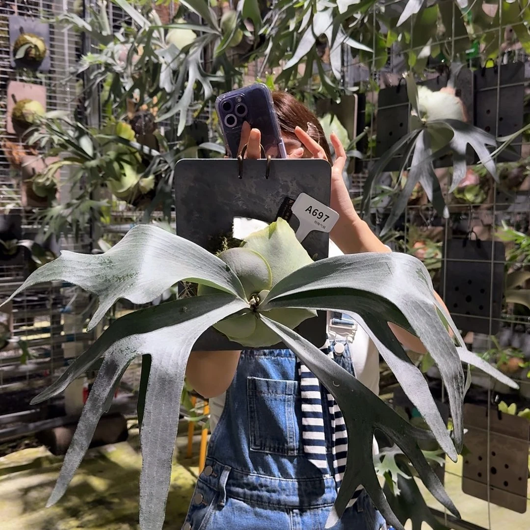 不开花植物A697-白二歧鹿角蕨