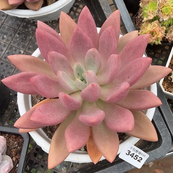 阿雅园艺。      3455桃花源
