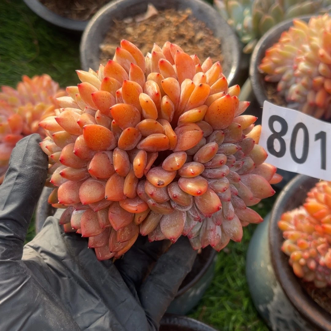 801号11458888999999