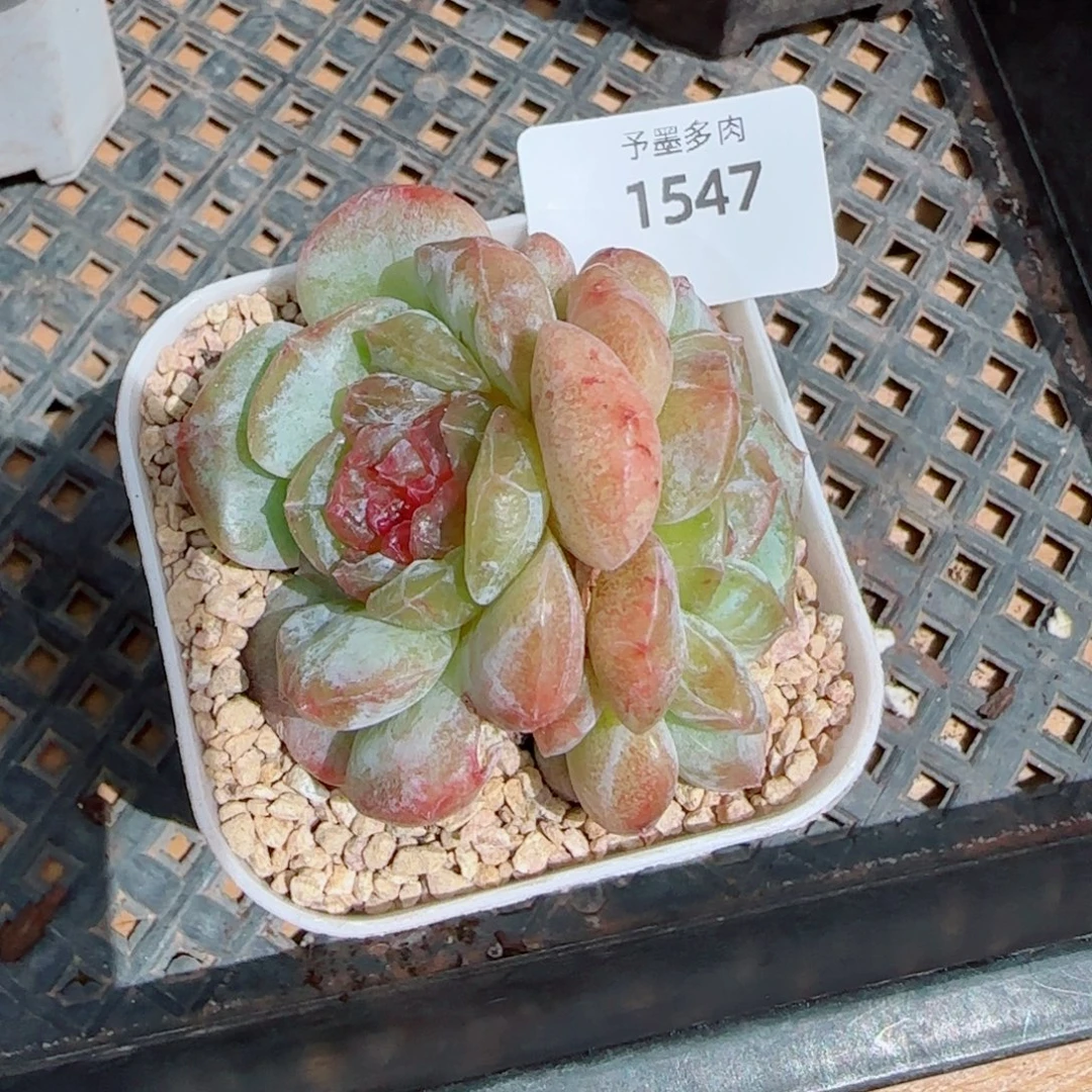 石化糖心，1547多肉植物