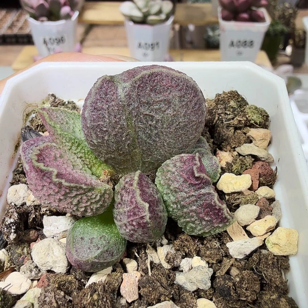 哈默猪肝水泡多肉植物