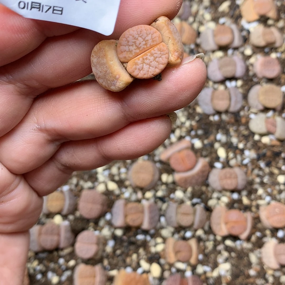 ?***霸C420多肉植物保护研究所