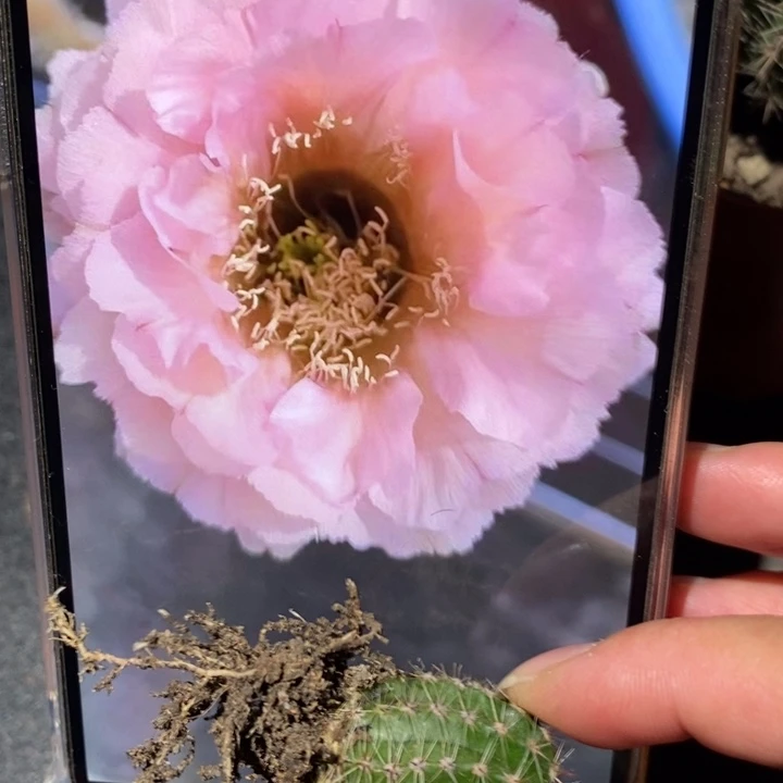 香香523号有根2公分左右