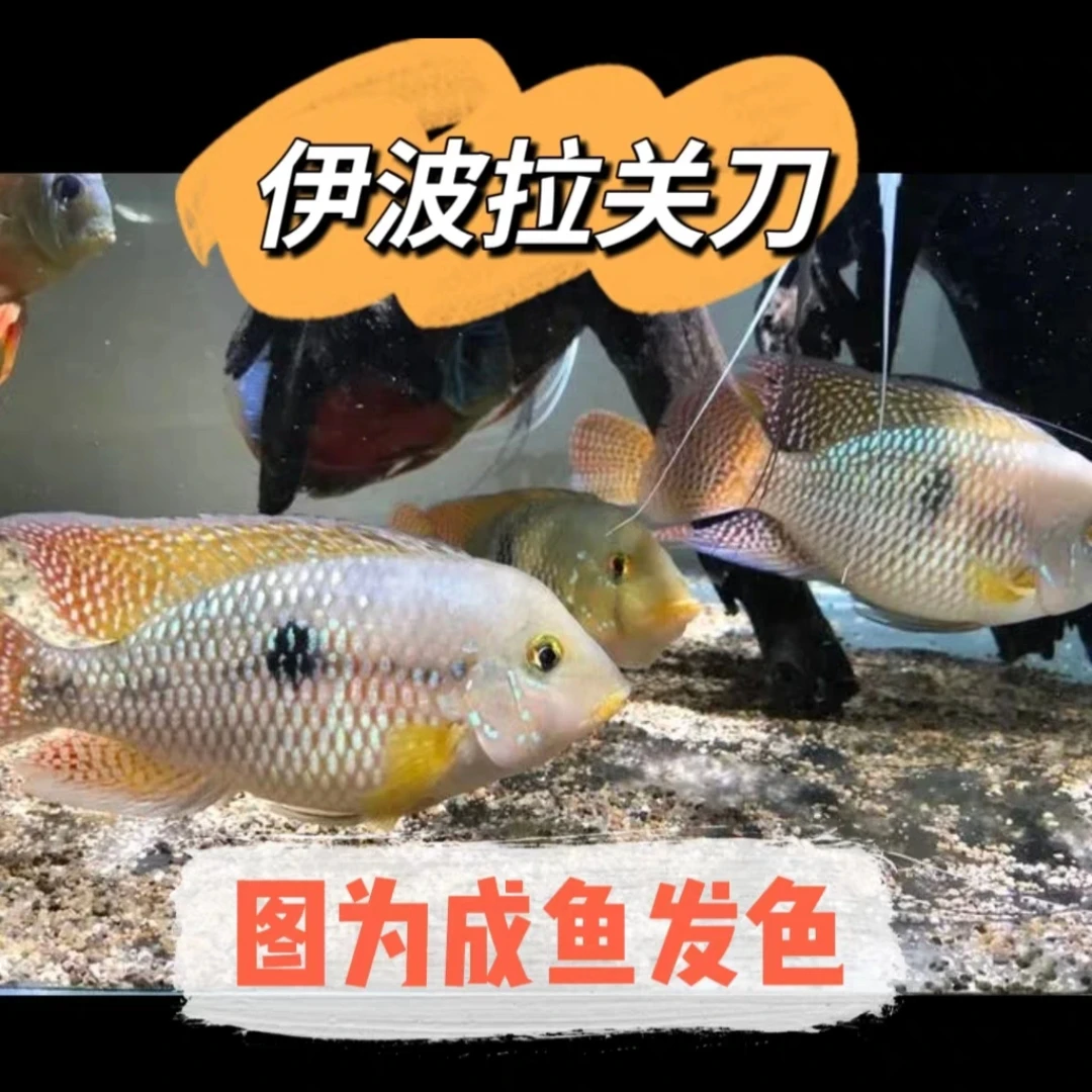 小型热带观赏鱼 食土鲷科鱼 伊波拉关刀 好养易活