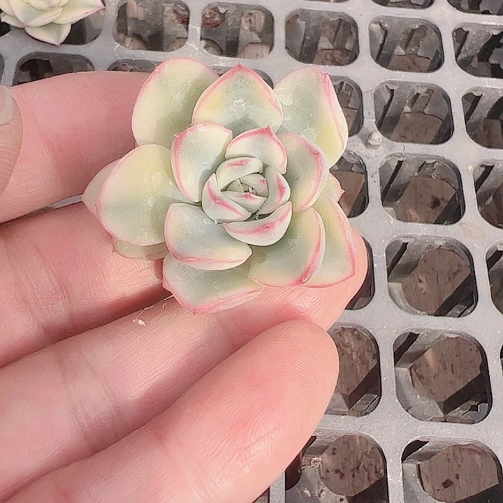 海*多肉植物多肉植物