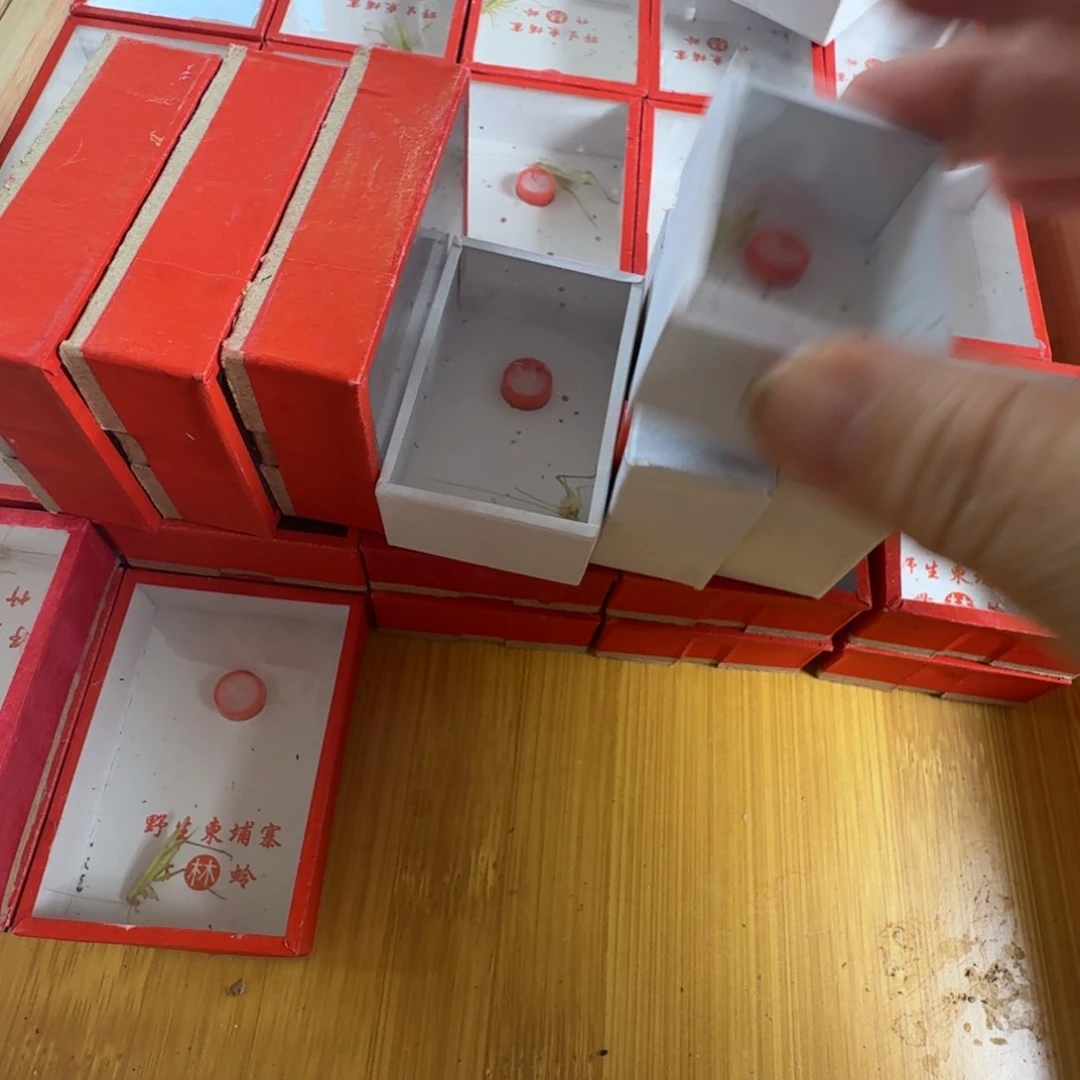 断退断须7只虫好可爱