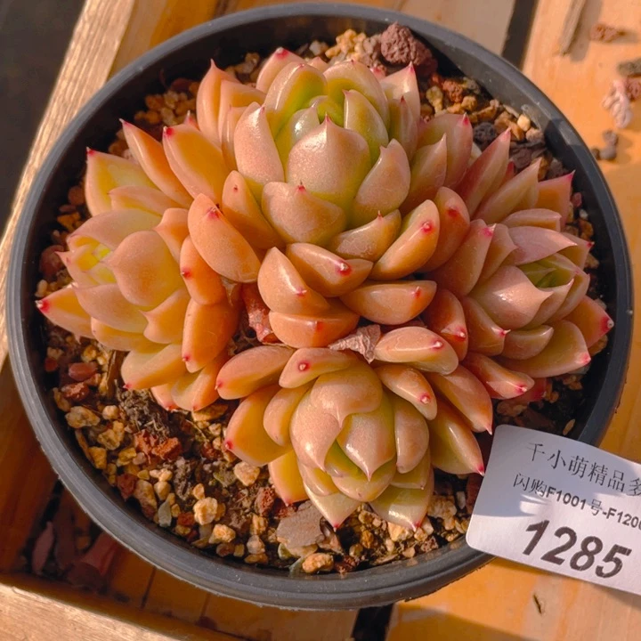 爱***猫谢谢你的支持00000001285