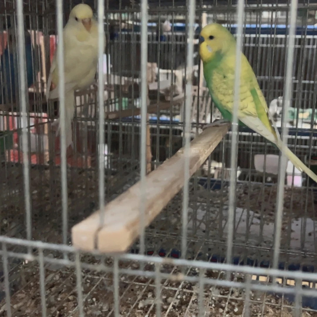 遗***憾虎皮鹦鹉一个金彩一个奶油黄