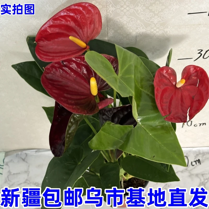 红掌-----新疆包邮乌市基地直发