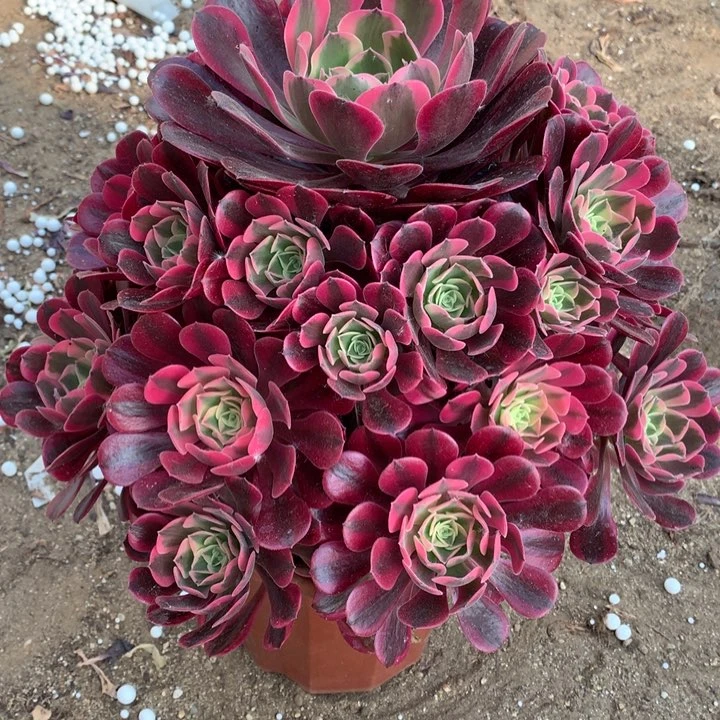 花*生不包损619号粉美杜莎手捧