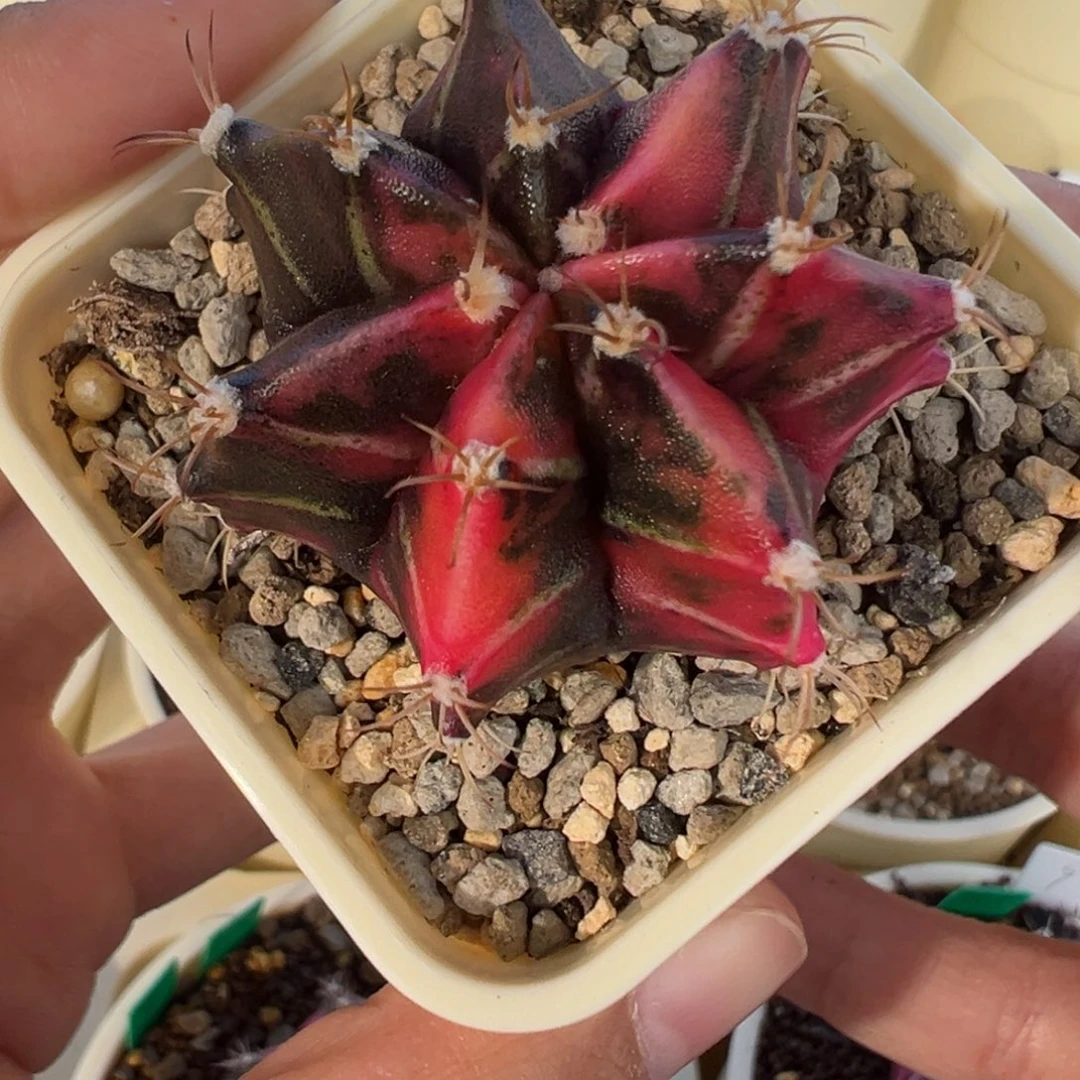 379 好看的米哈冲冲冲