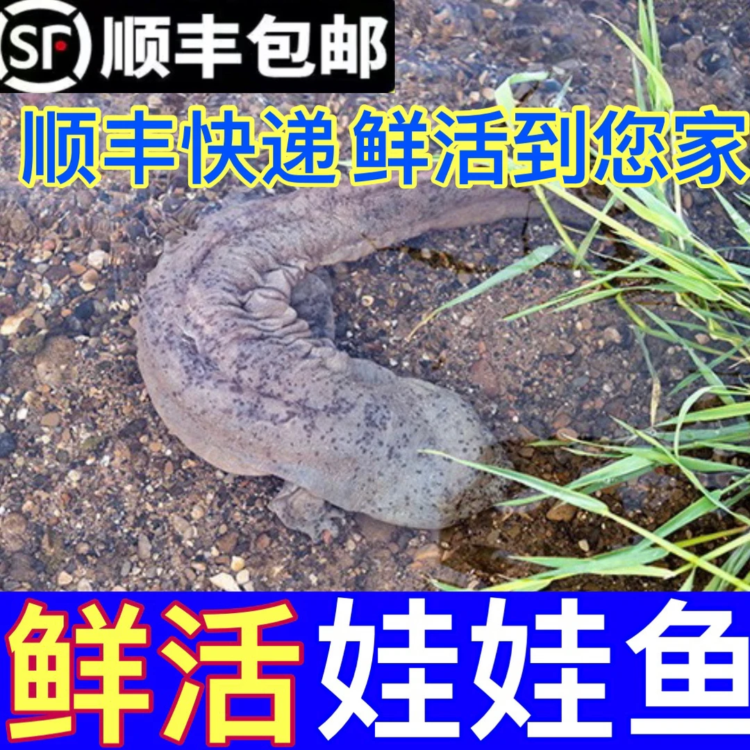 娃娃食用鱼水产新鲜养殖鱼送礼食材可火锅炖汤