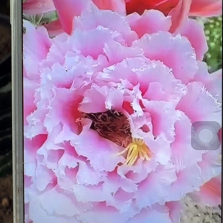 大仙女侧芽5公分毛花柱