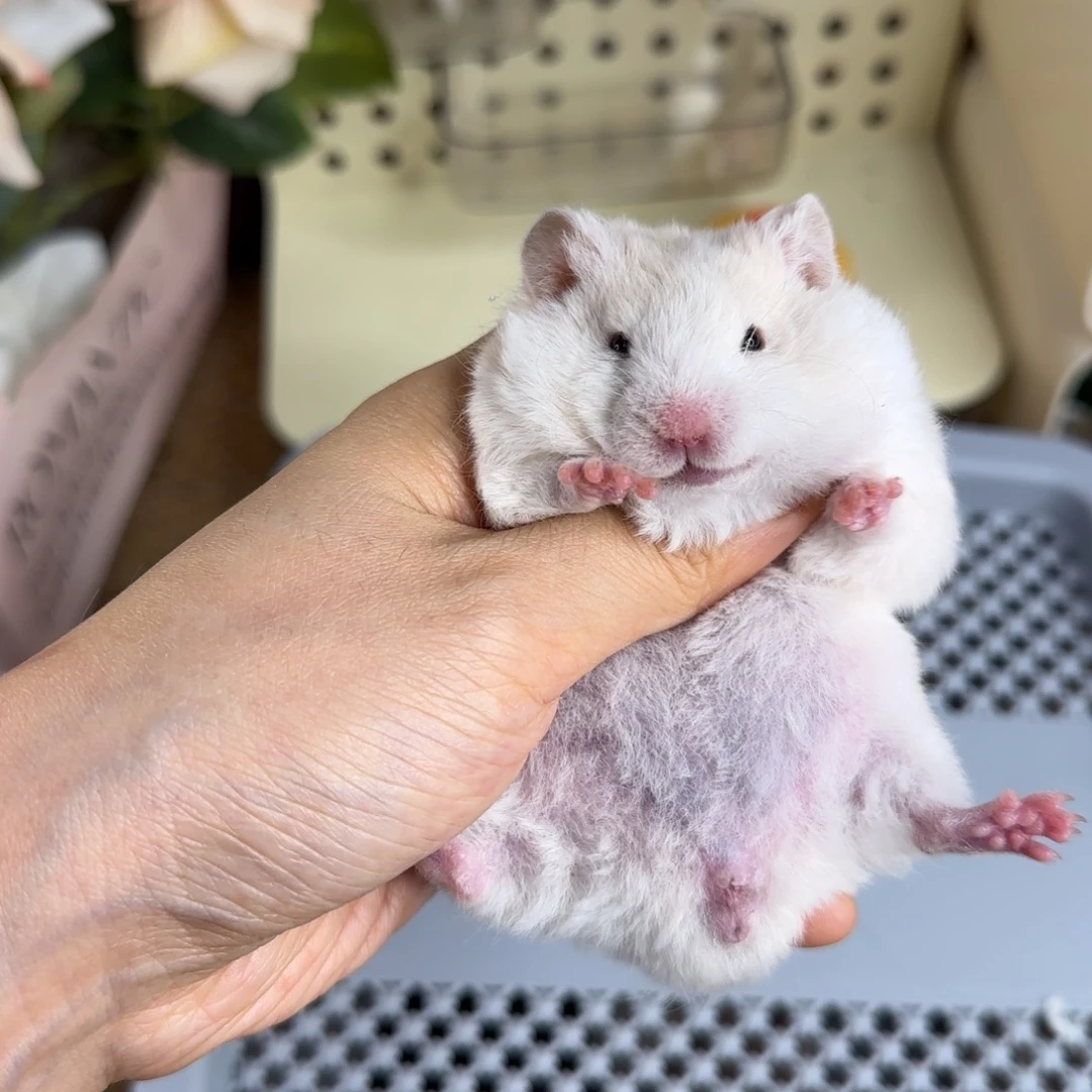 短毛卷毛蜜波黑眼妹妹9.18