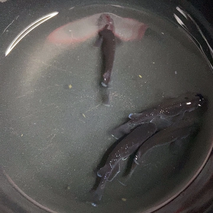 海水鱼墨子的鱼16号天目