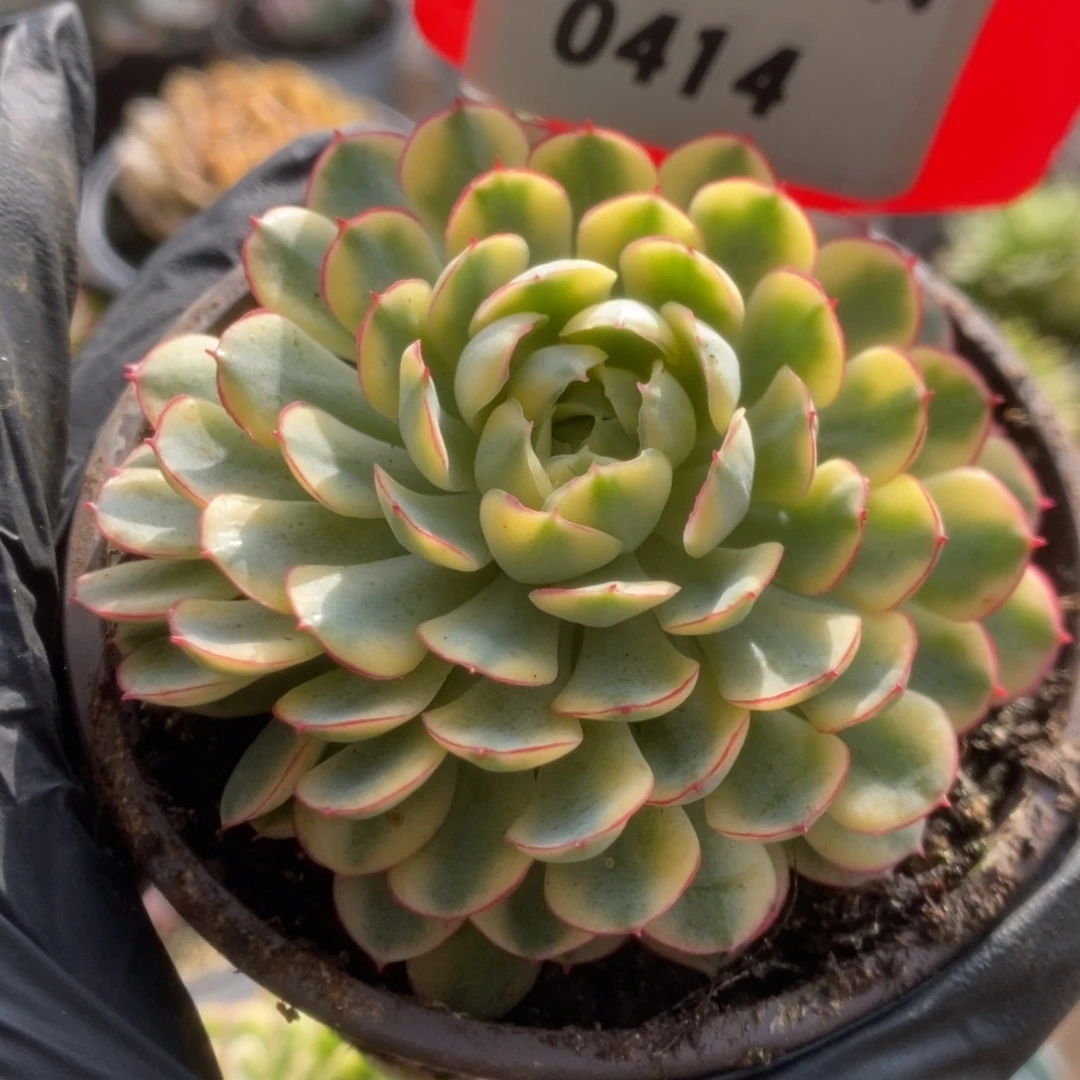 414黄覆轮梦幻玫瑰锦