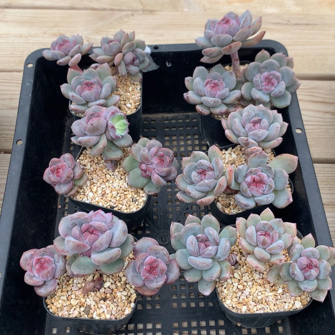 菲***灵儿突尼斯星影发货6颗