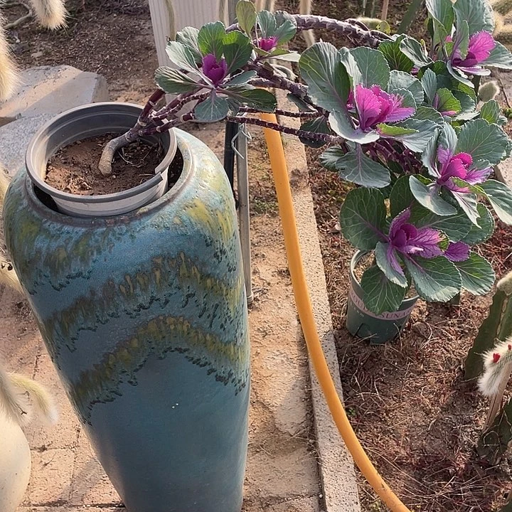 羽衣甘蓝一物一拍