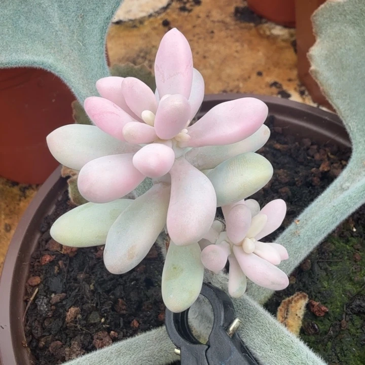 粉恋人锦汤圆锦一刻白腹欧你锦