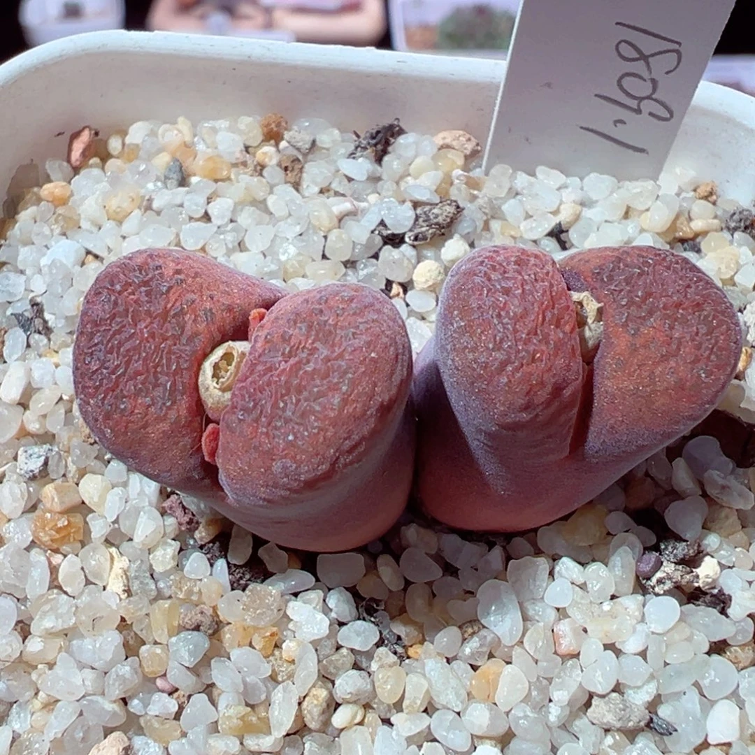 1214-124多肉多肉1809.1