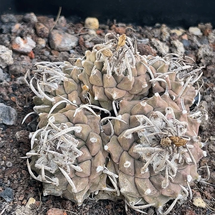 娇丽群生自根仙人球