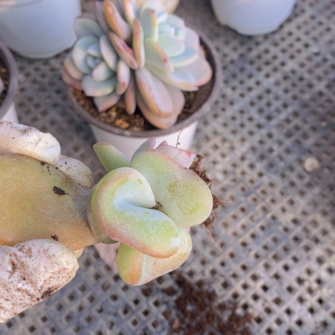 年后发货，奶茶多肉111111