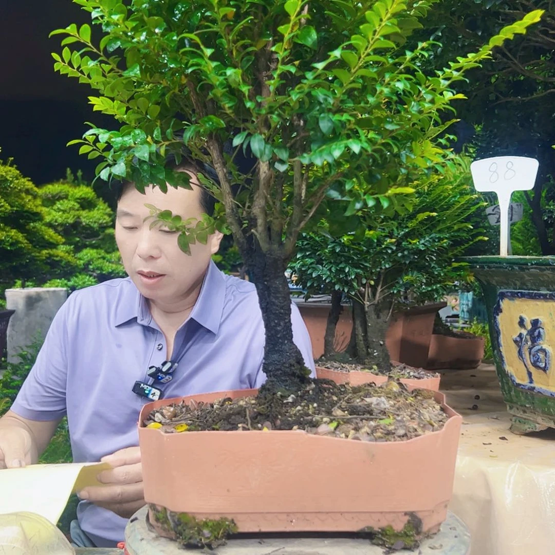 无花朵果****活12345678