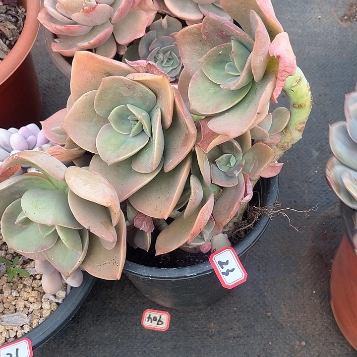 23贺氏一物一拍多肉