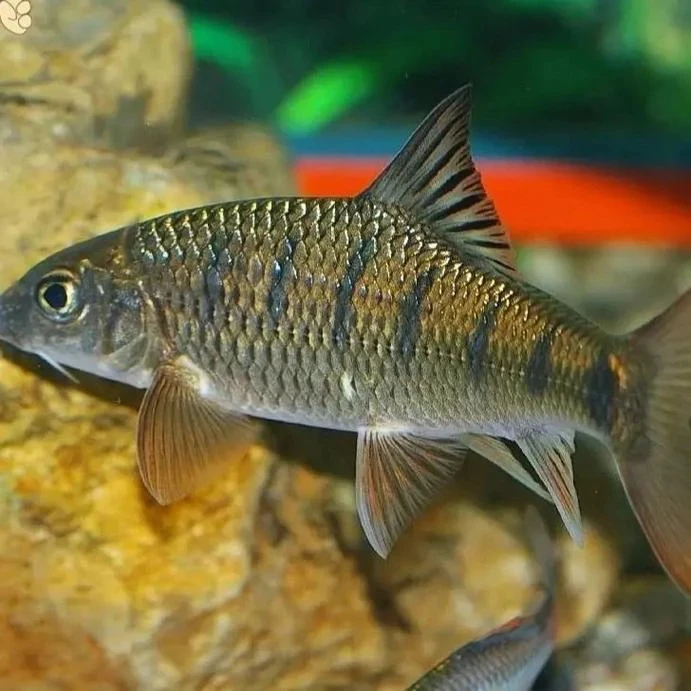 溪流石斑鱼(活体发货)