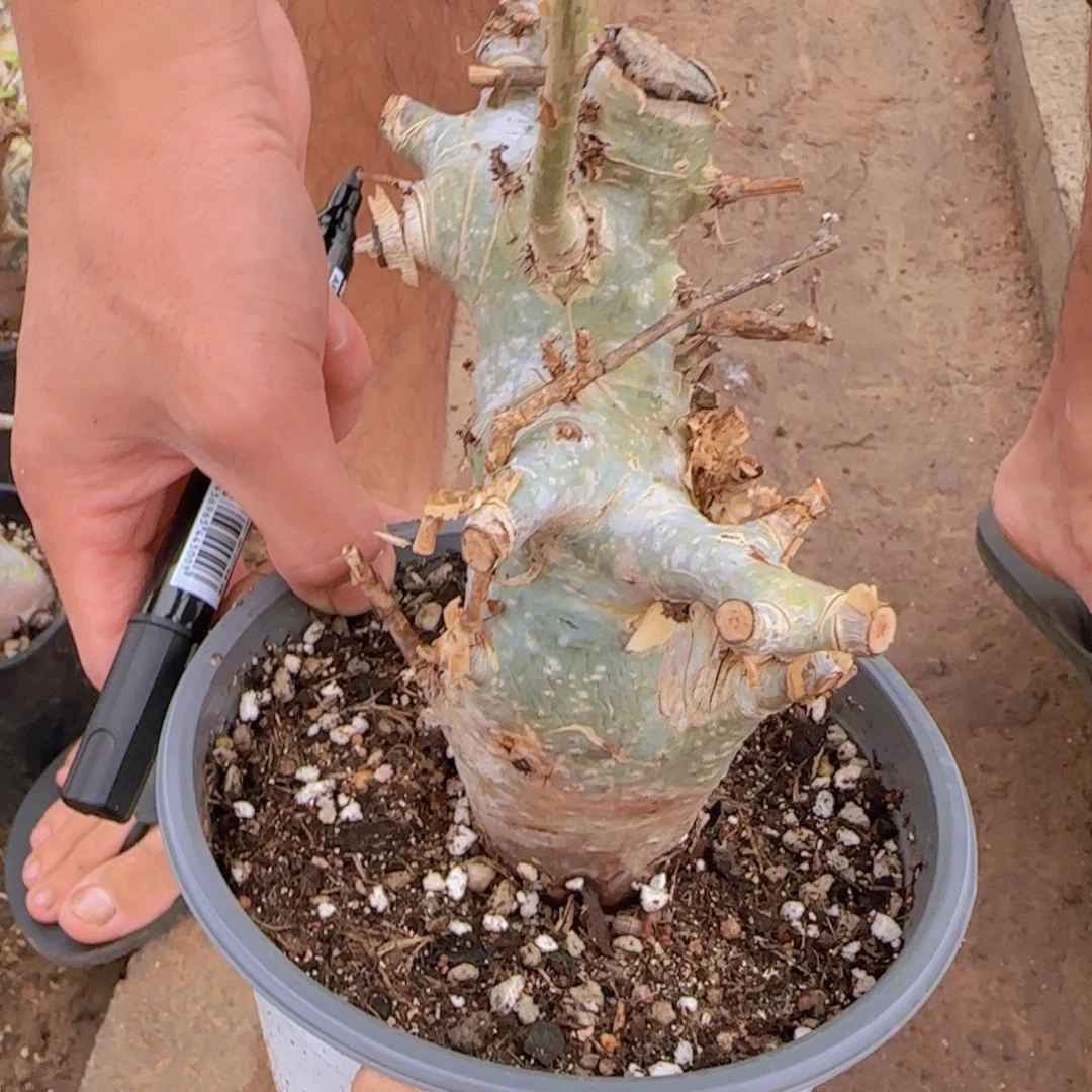 构***观块根植物块根植物