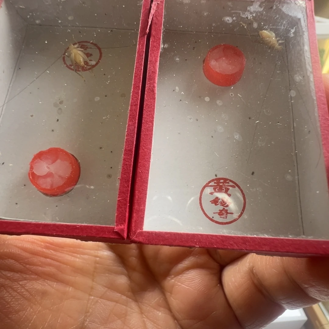 蟋蟀两只黄老师中黄