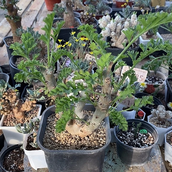 952白皮洋葵一一脱土一一