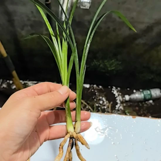 完全开放玉堂春子母苗