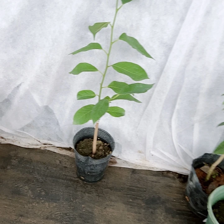 没**靠2466666666以色列