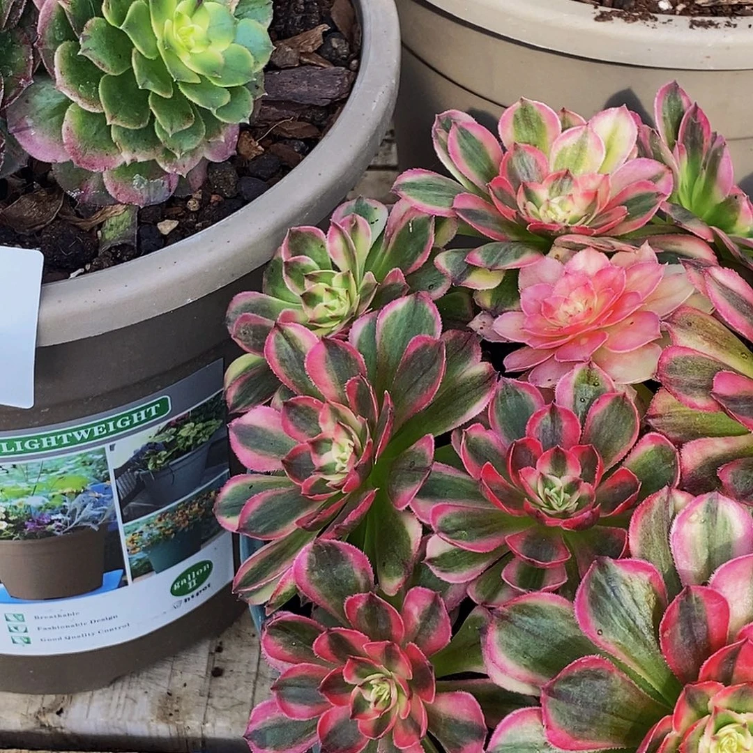 上古园艺多肉植物186