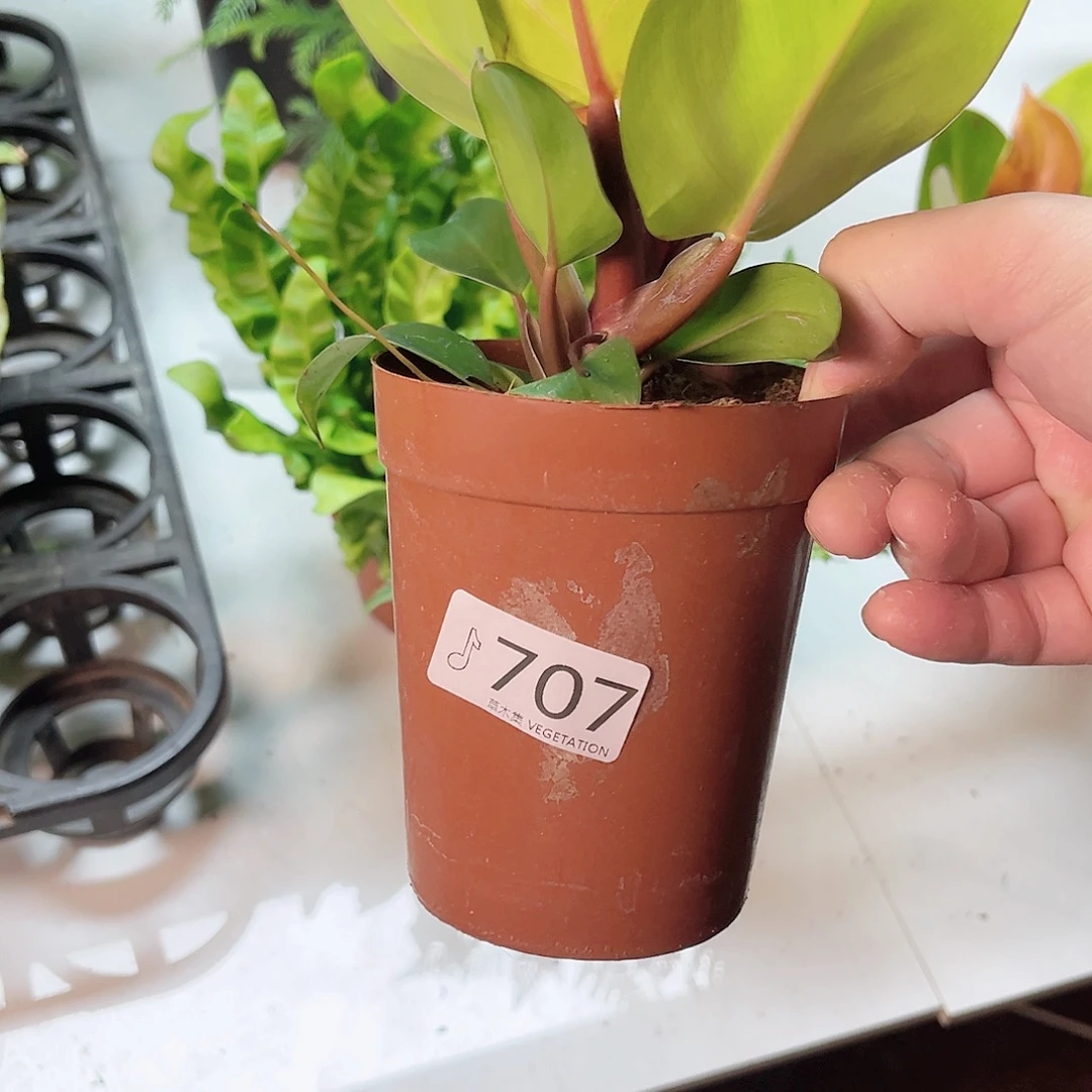 用***9完全开放707红樱桃